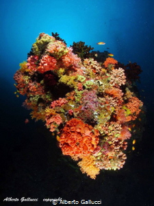 Maldivian coral reef by Alberto Gallucci 